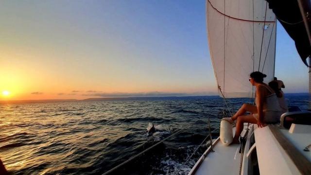 Eкспедиция установи колко са делфините в Черно море (СНИМКИ)