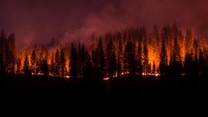 Сто и един горски пожара са регистрирани на територията на