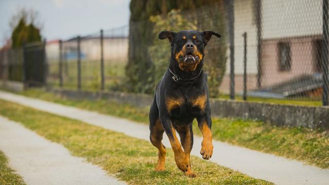 Ротвайлер спаси собственика си от черна мамба