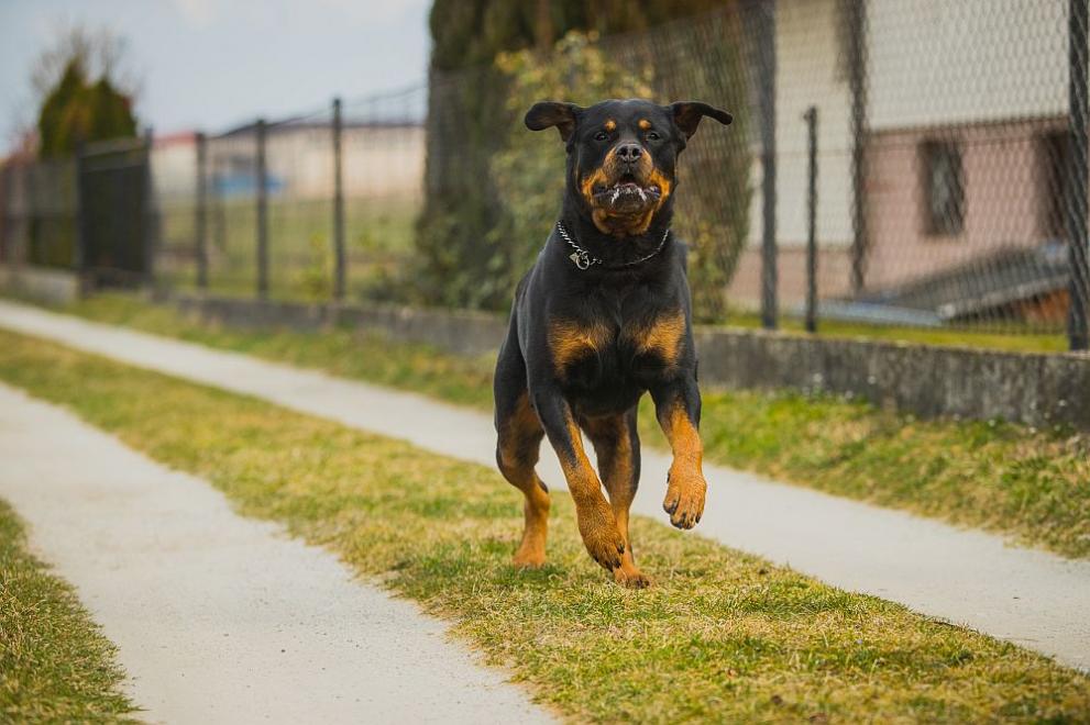 Куче порода ротвайлер в град Куинсбърг, ЮАР, спаси собственика си