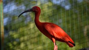 червен ибис