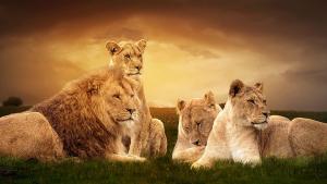 Пет лъва предизвикаха кратка извънредна ситуация в австралийски зоопарк след