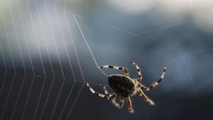 В настоящия момент са известни 50 000 различни вида паяци