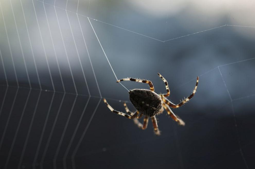 В настоящия момент са известни 50 000 различни вида паяци,