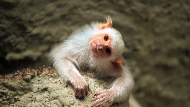 Дива маймуна тероризира деца в Япония