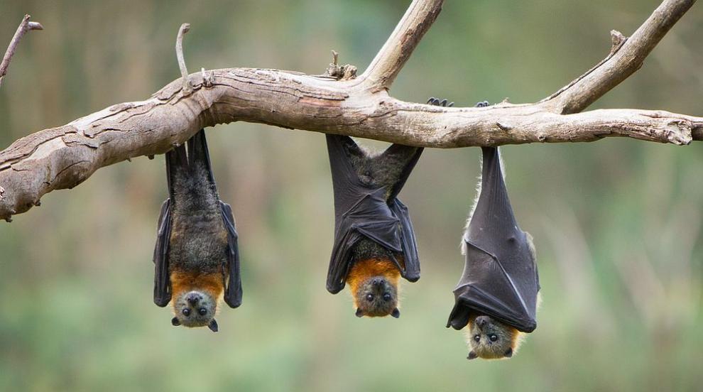 Прилепите живеят дълго и без признаци на остаряване