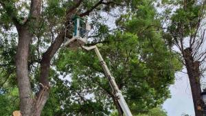 дърво рязане клони