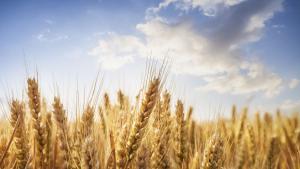 Ако говорим за пшеница в България има около 3 млн