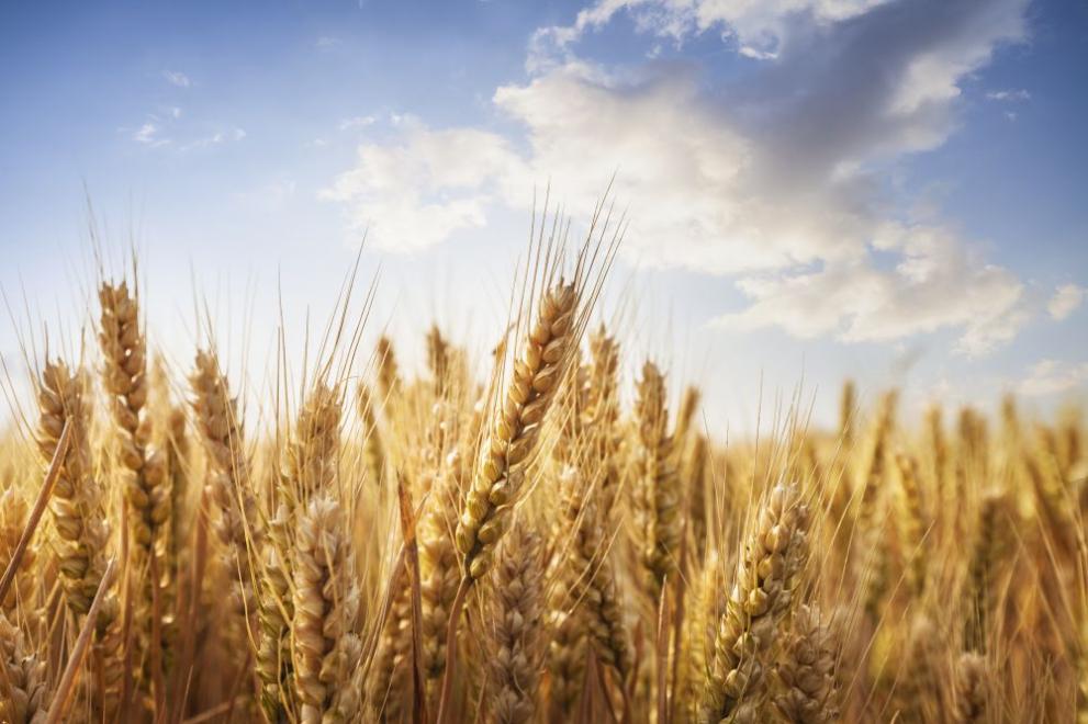 Български зърнопроизводители са в стачна готовност и настояват за спешни