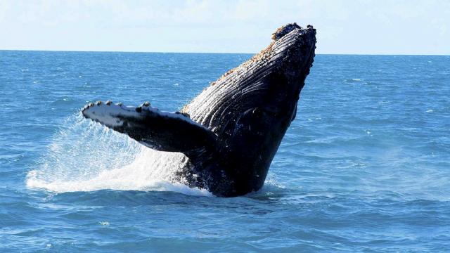 Учени са открили как китовете пеят и огласят океана