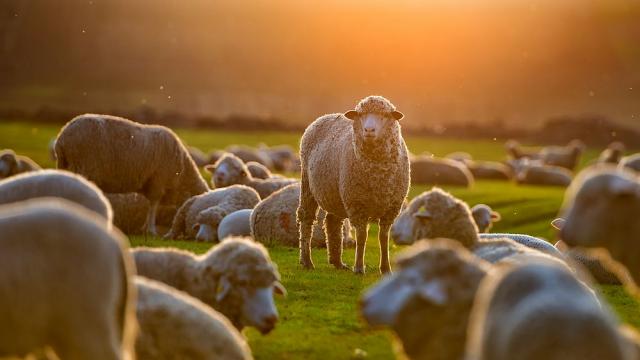 Овце помагат в борбата с плевелите близо до Ню Йорк