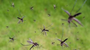 Най тежката епидемия от треска денга в историята на Перу би