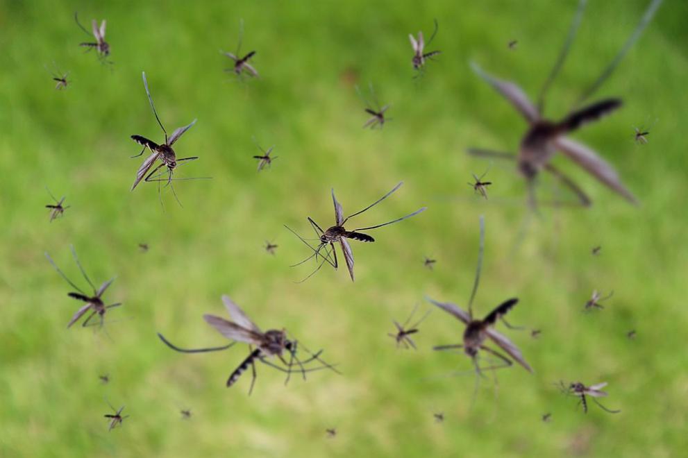 Най-тежката епидемия от треска денга в историята на Перу би