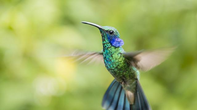 Умопомрачителни въздушни маневри: Откриха тайната на летенето на колибритата