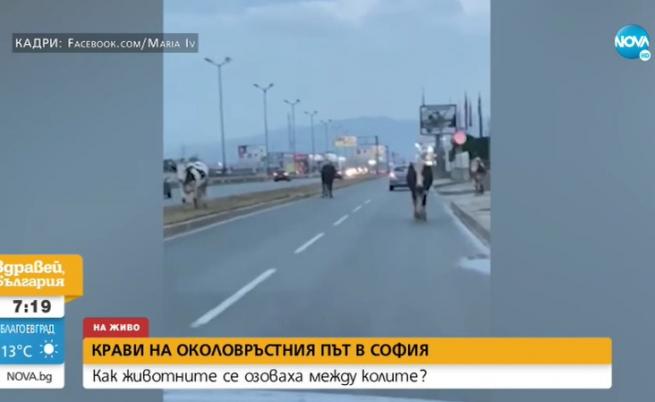 Крави затрудняват движението на Околовръстния път в София