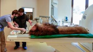 лъв София прегледи