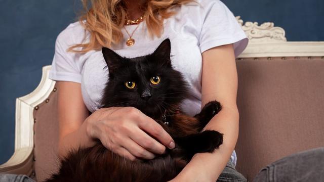 Котките и кучетата правят хората щастливи
