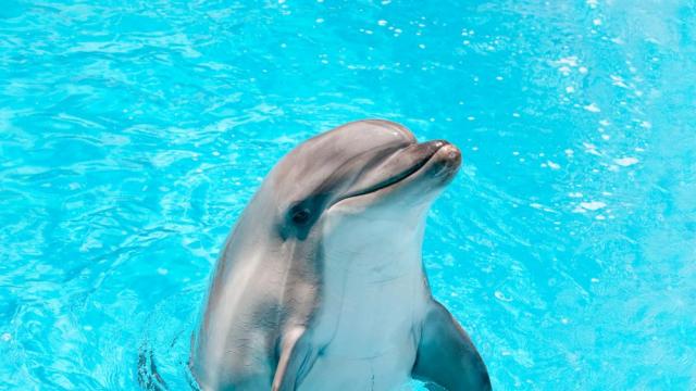 Мимо – делфинът, който открадна сърцето на Венеция (ВИДЕО)