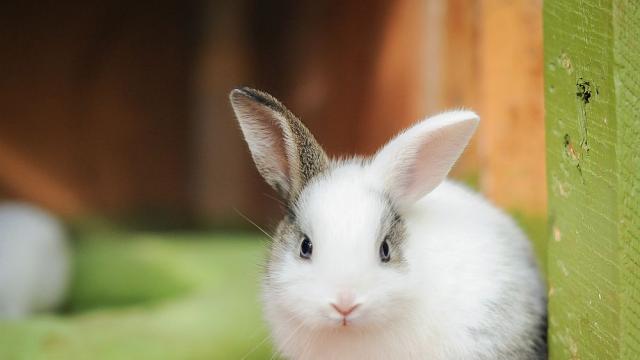 Хотел за зайци предлага лукс в Хонконг 