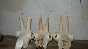 нерегламентиран лов Разградско