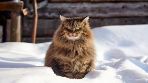 сибирска котка