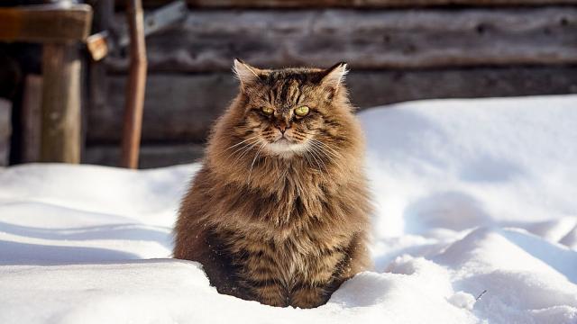 Домашните любимци, които са подходящи за алергични стопани (ВИДЕО)