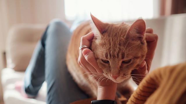 Котките се плашат от дрехи с миризмата на собствениците им