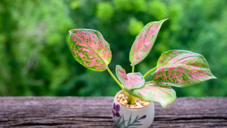  Веднага изхвърлете тези шест растения от вкъщи си 