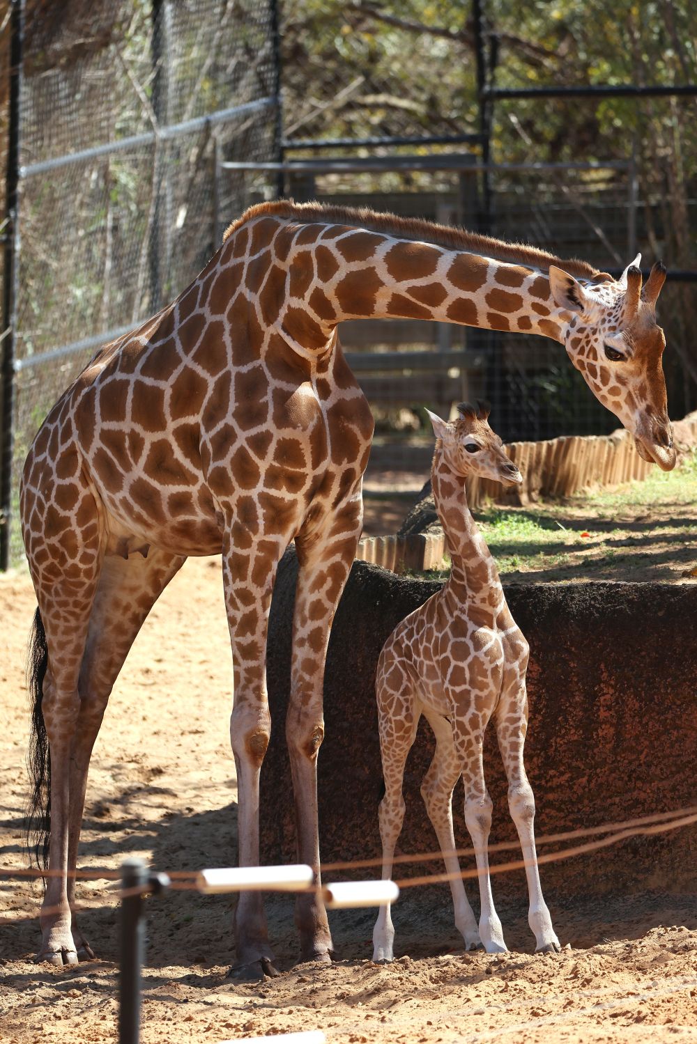 Майка се грижи за малкото си жирафче в зоопарка в Пърт, Австралия