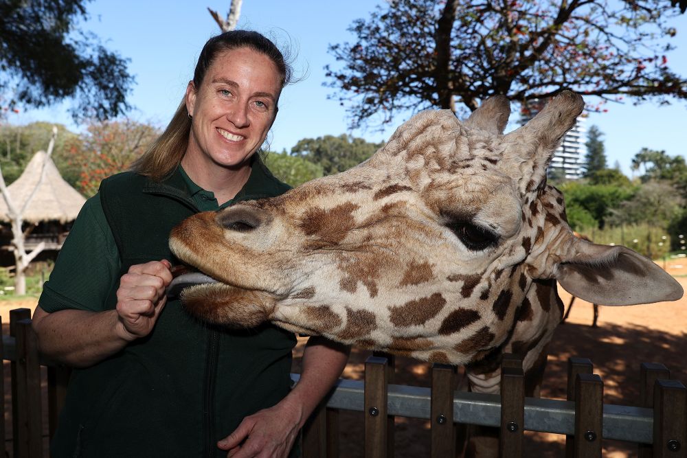 Майка се грижи за малкото си жирафче в зоопарка в Пърт, Австралия
