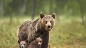 Набезите на мечки в Смолянско зачестяват заяви областният управител на