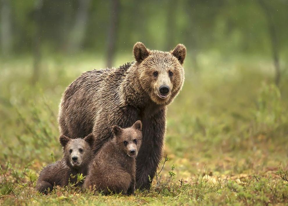 Набезите на мечки в Смолянско зачестяват, заяви областният управител на