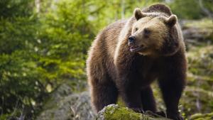 Слизането на мечките в населените места е обусловено от липсата