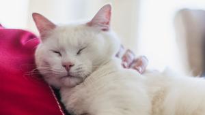 Всички сме се сблъсквали с мъркането на котка вероятно поне