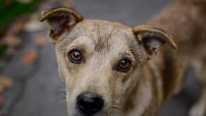 Спасиха куче паднало в шахта във Видин съобщиха от полицията