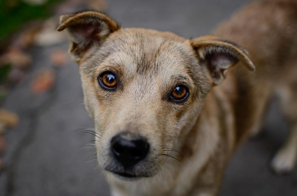 Спасиха куче, паднало в шахта във Враца, съобщиха от полицията.