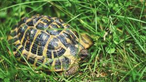 Експерти от РИОСВ Хасково спасиха 10 сухоземни костенурки от защитен вид