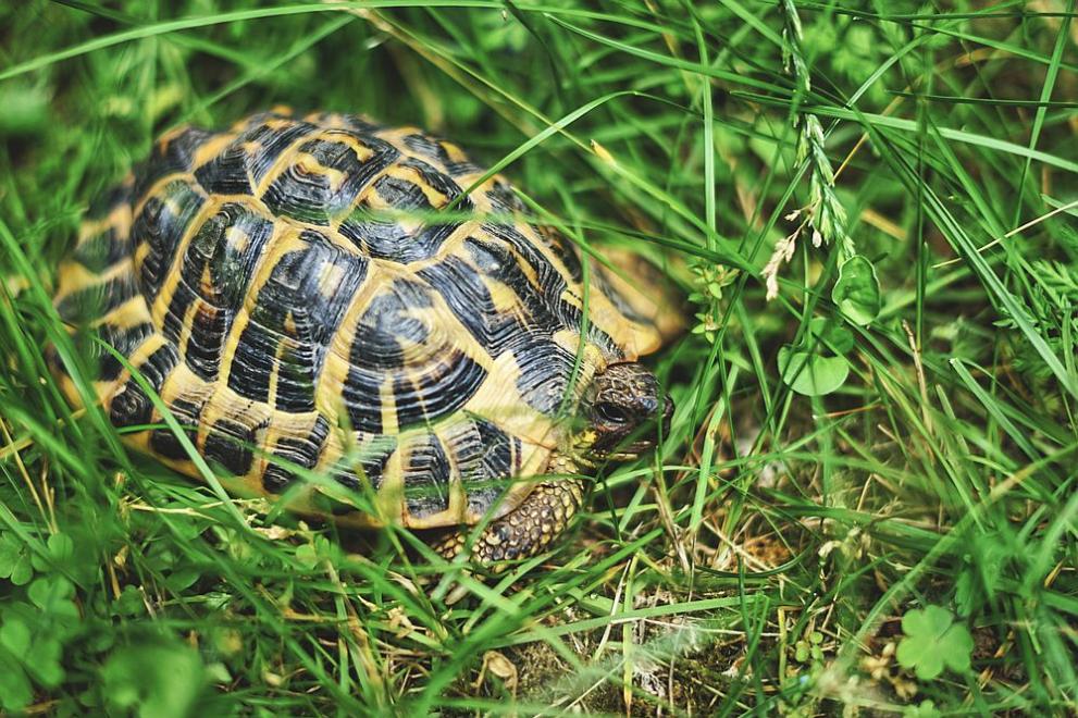 Експерти от РИОСВ-Хасково спасиха 10 сухоземни костенурки от защитен вид