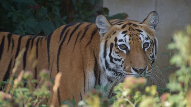 Как се справят животните в Софийския зоопарк с горещините (ВИДЕО)