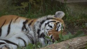 Софийският зоопарк премина към лятно работно време и отвори закритите