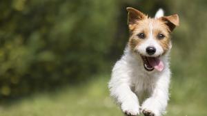 Община Сливен въвежда електронна регистрация на домашните кучета съобщиха от