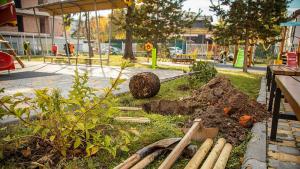 зелесяване дървета детска градина