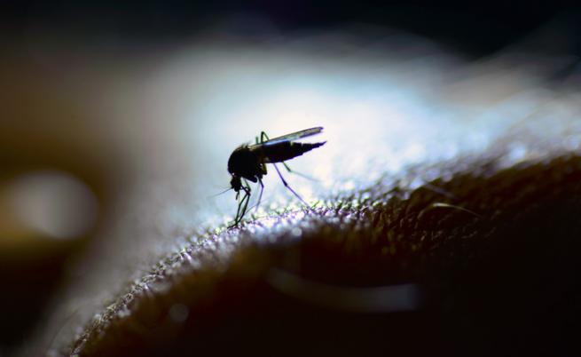 Опасни комари са се появили в Италия