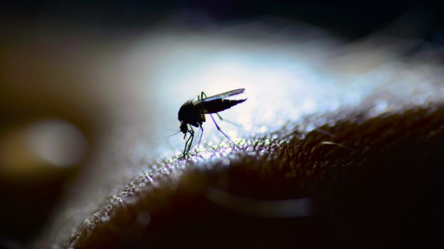 Защо комарите хапят някои хора повече от други