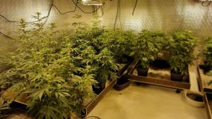 марихуана София