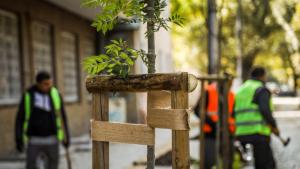 дървета София