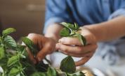 Учени: Градинарството може да подобри имунитета