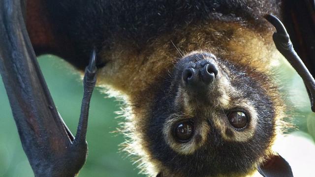 Гигантски прилеп с човешки размери е забелязан във Филипините 