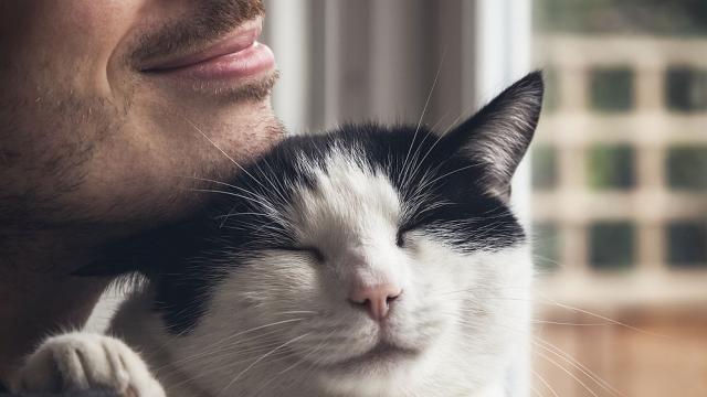 Котките се привързват към хората за цял живот