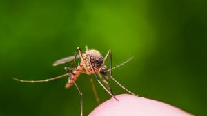 Първо за годината авиационно пръскане срещу комари ще направи от